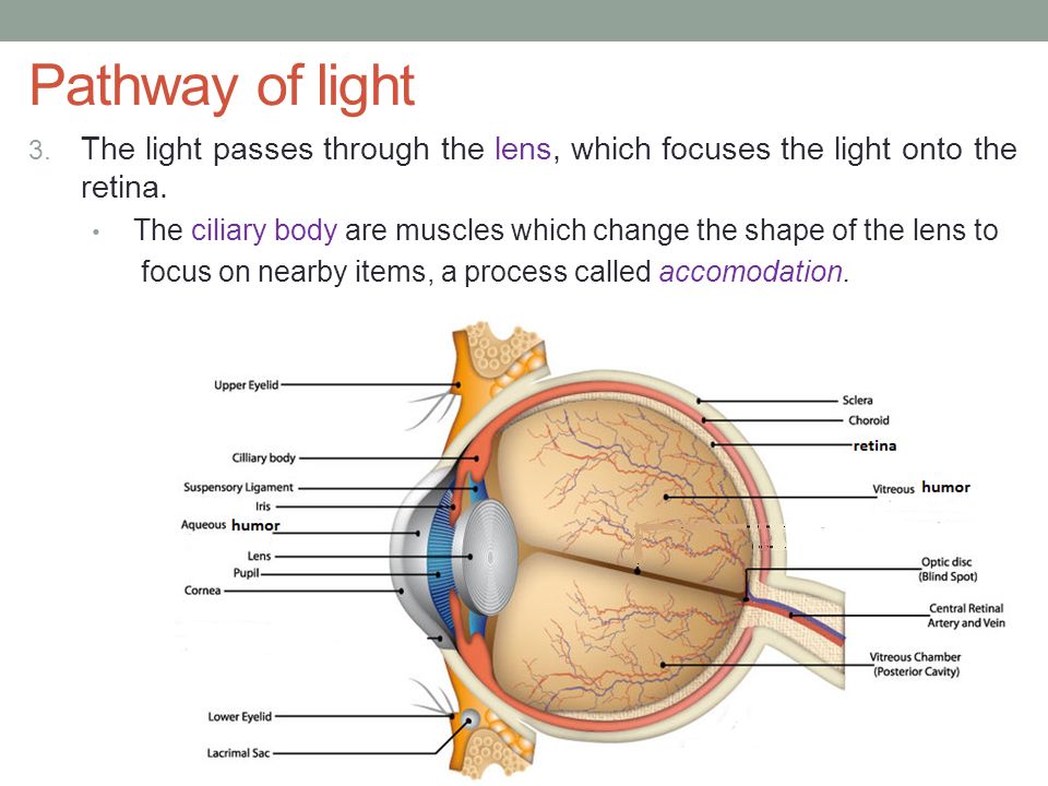 Eye Structure Function Ppt Video Online Download