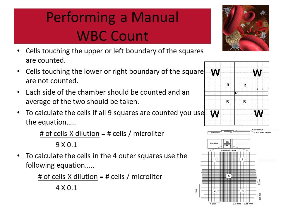 Rbc Wbc Plt Counts Ppt Video Online Download