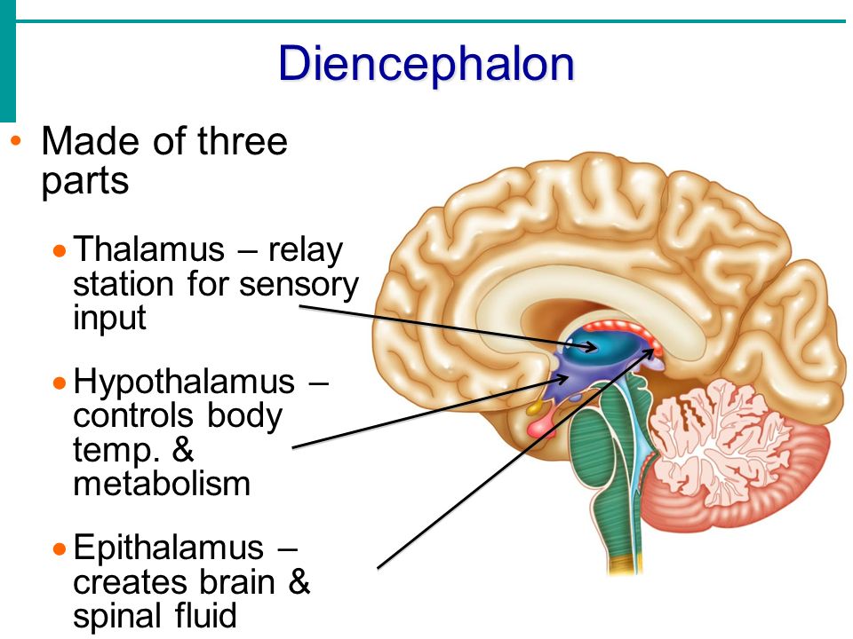 three parts of the diencephalon
