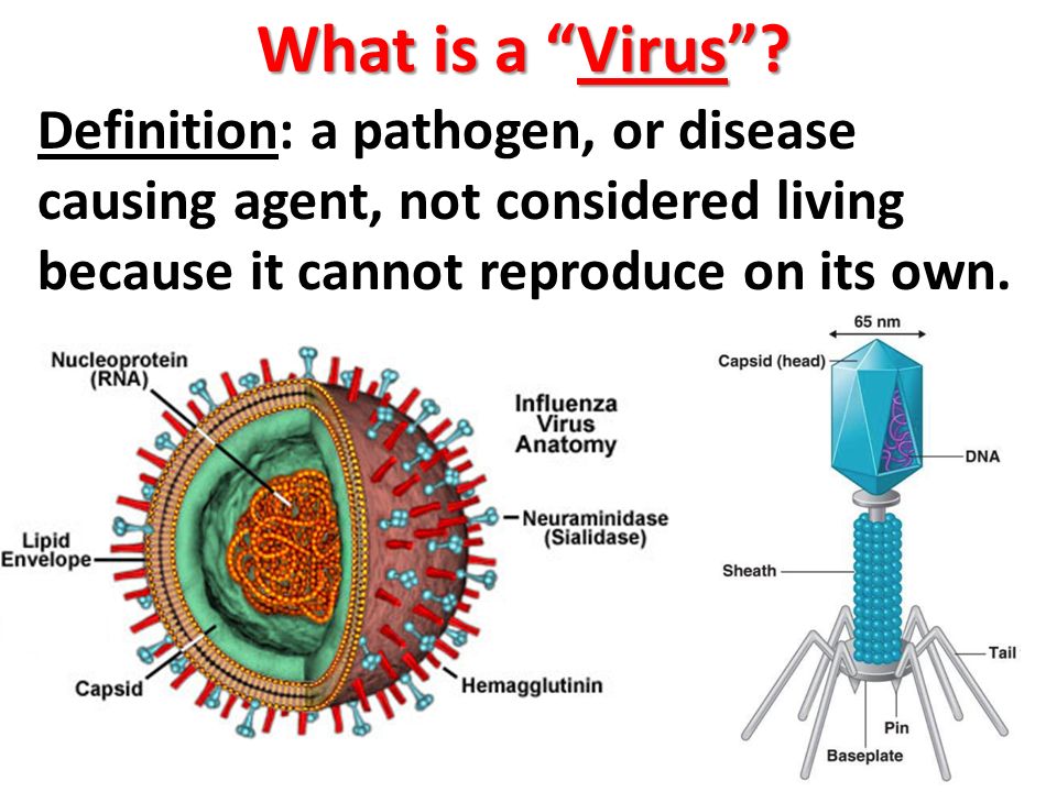 A virus only4leaked is us.ryah.com Site
