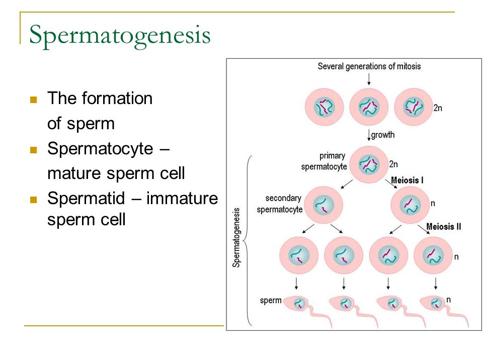 Spermatogenesis The formation of sperm Spermatocyte –