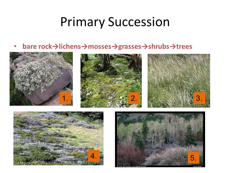 primary succession lichens
