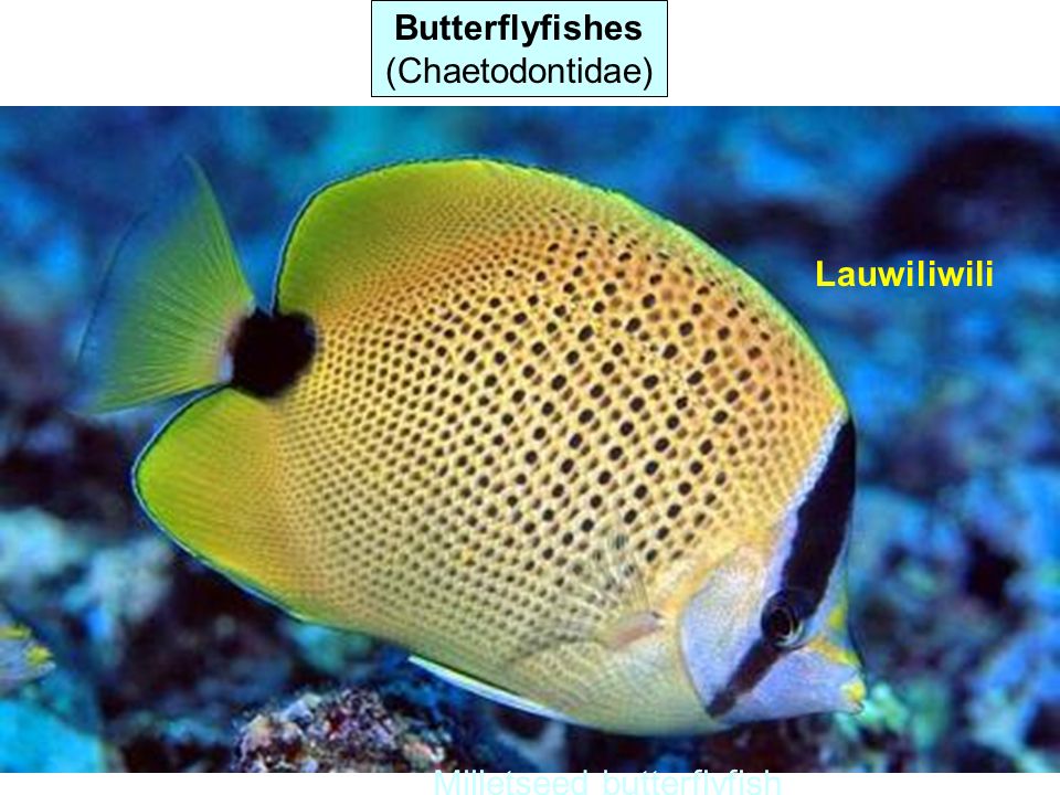Butterflyfishes (Chaetodontidae) Lauwiliwili Milletseed butterflyfish