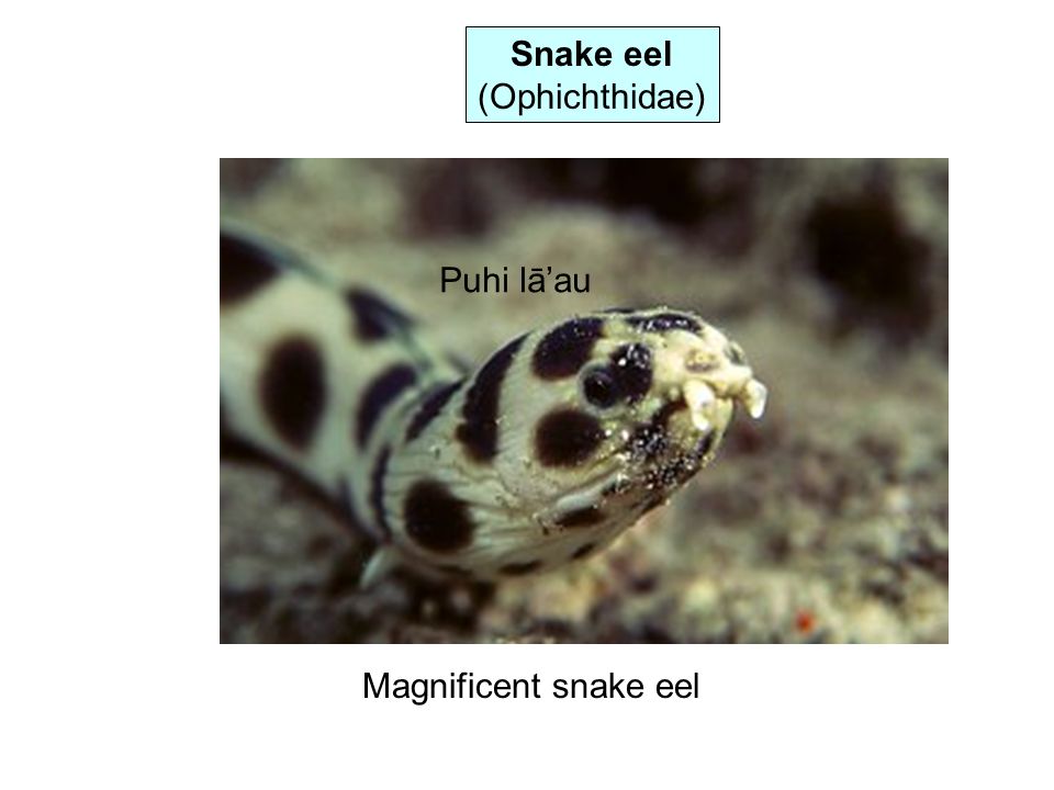 Snake eel (Ophichthidae) Puhi lā’au Magnificent snake eel
