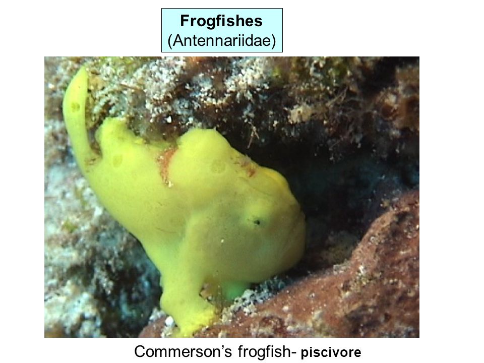Frogfishes (Antennariidae) Commerson’s frogfish- piscivore