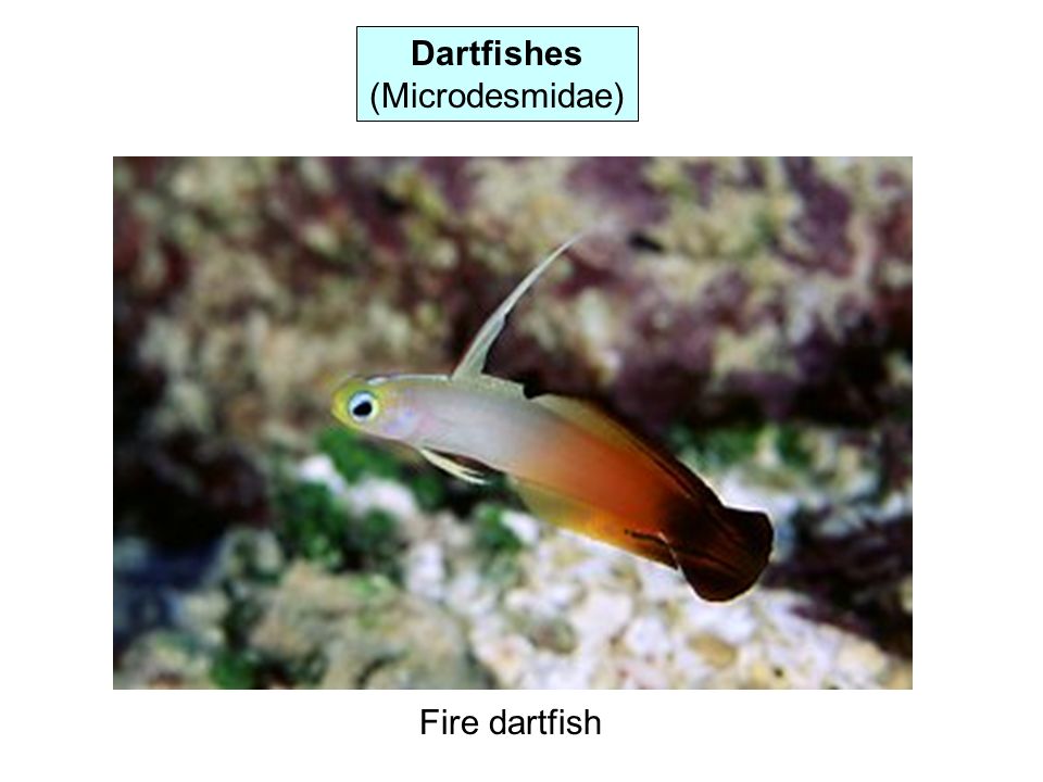 Dartfishes (Microdesmidae) Fire dartfish