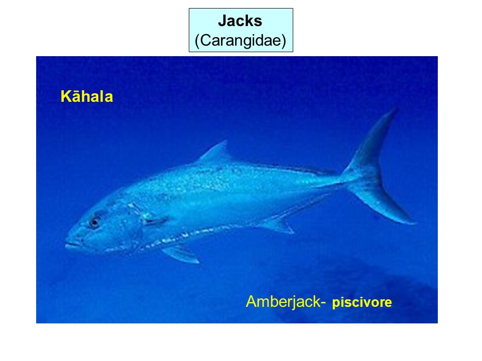 Jacks (Carangidae) Kāhala Amberjack- piscivore