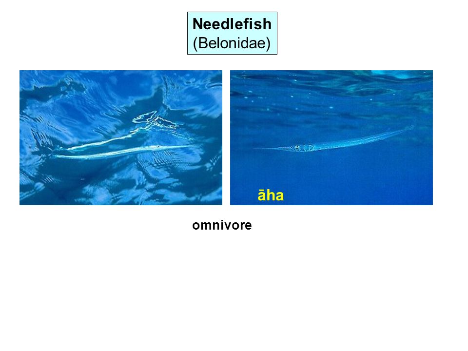 Needlefish (Belonidae) āha omnivore