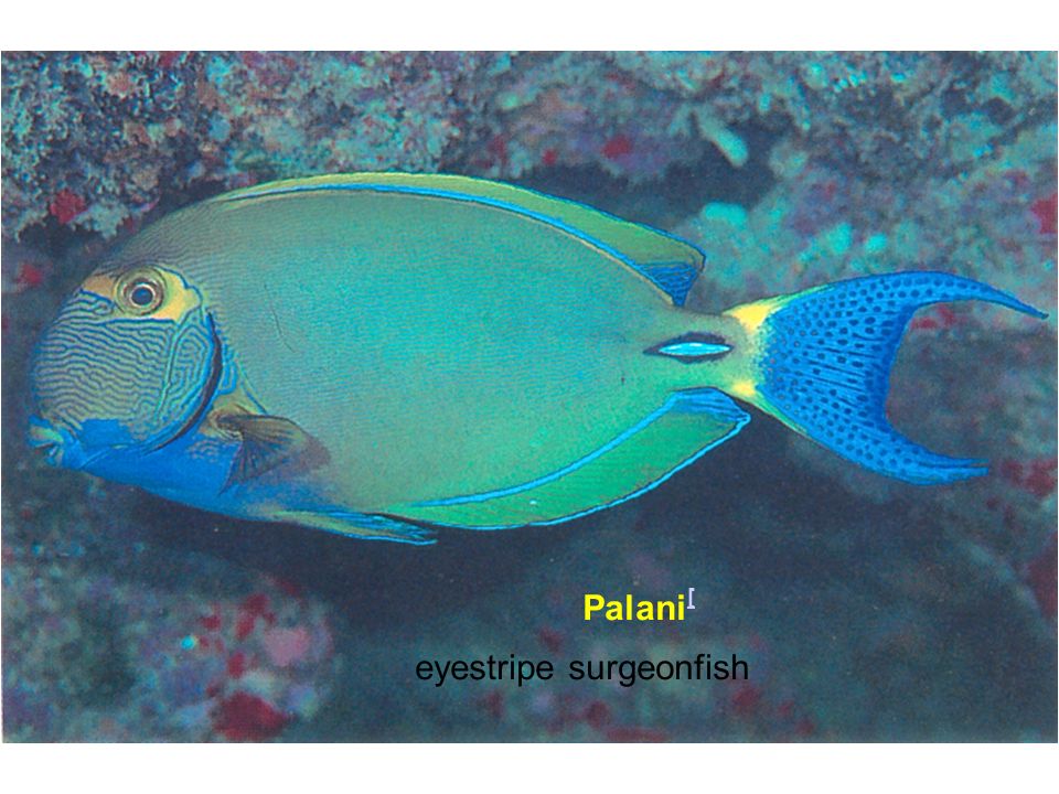 Palani[ eyestripe surgeonfish