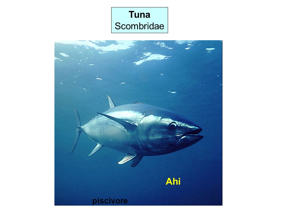 Tuna Scombridae Ahi piscivore