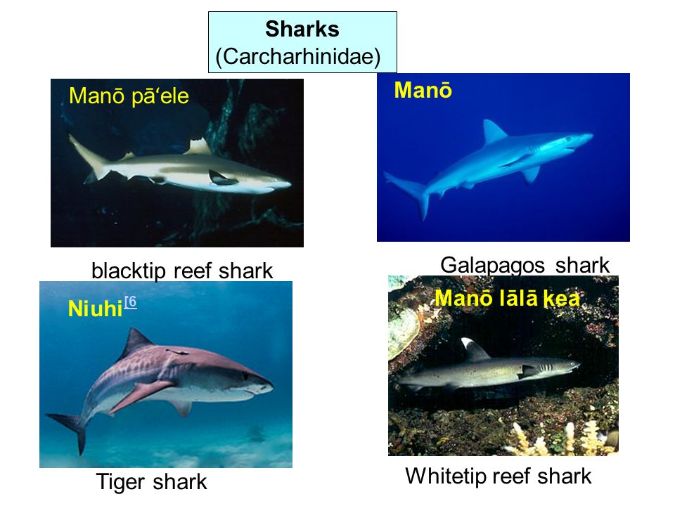 Sharks (Carcharhinidae) Manō. Manō pāʻele. Galapagos shark. blacktip reef shark. Manō lālā kea.