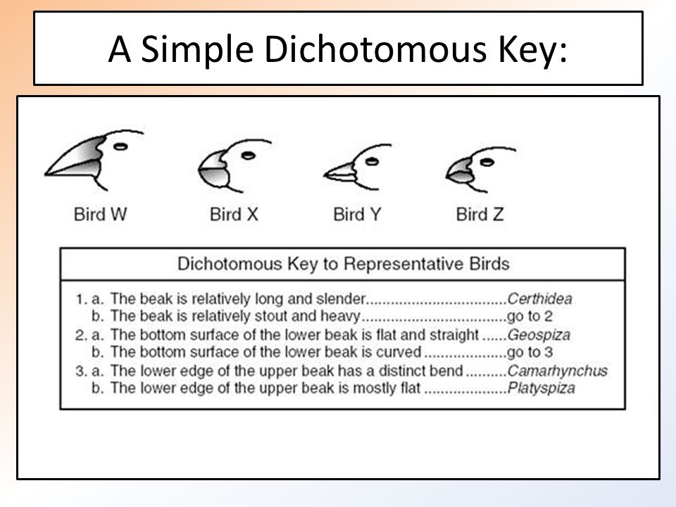 Dichotomous Keys Chapter 2 1 Pages 52 53 Ppt Download