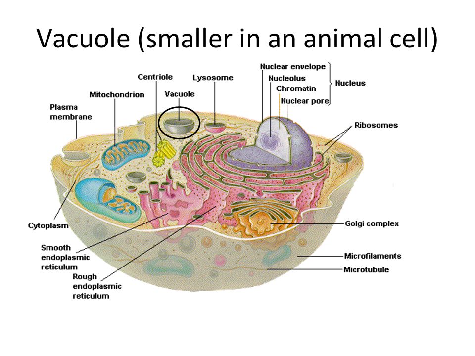The Eukaryotic cell – Parts and their functions. - ppt video online download