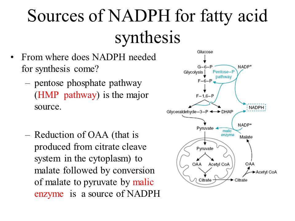 Lipogenesis Fats not only obtained from the diet but also obtained from  lipogenesis in the body. Lipogenesis means synthesis of neutral fats (TAG)  from. - ppt video online download