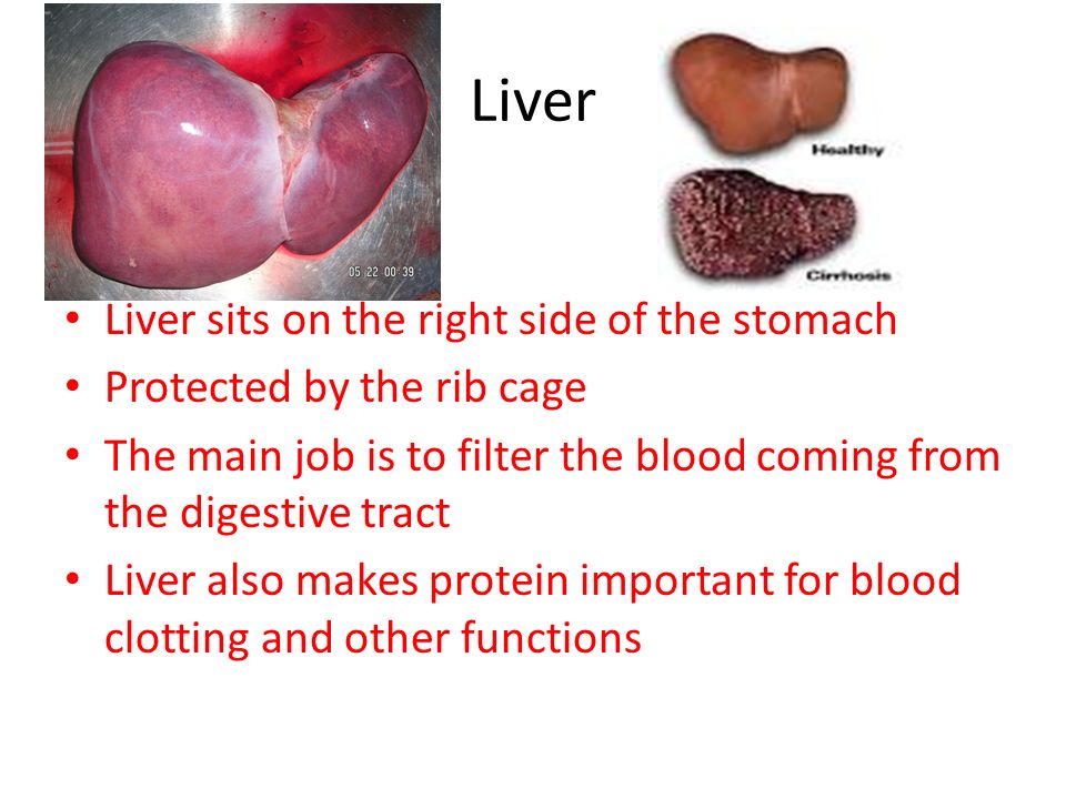 Liver Liver sits on the right side of the stomach
