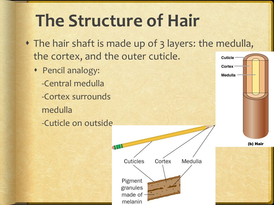 The Study of Hair Ms Clark, 2014 PVMHS. - ppt video online download