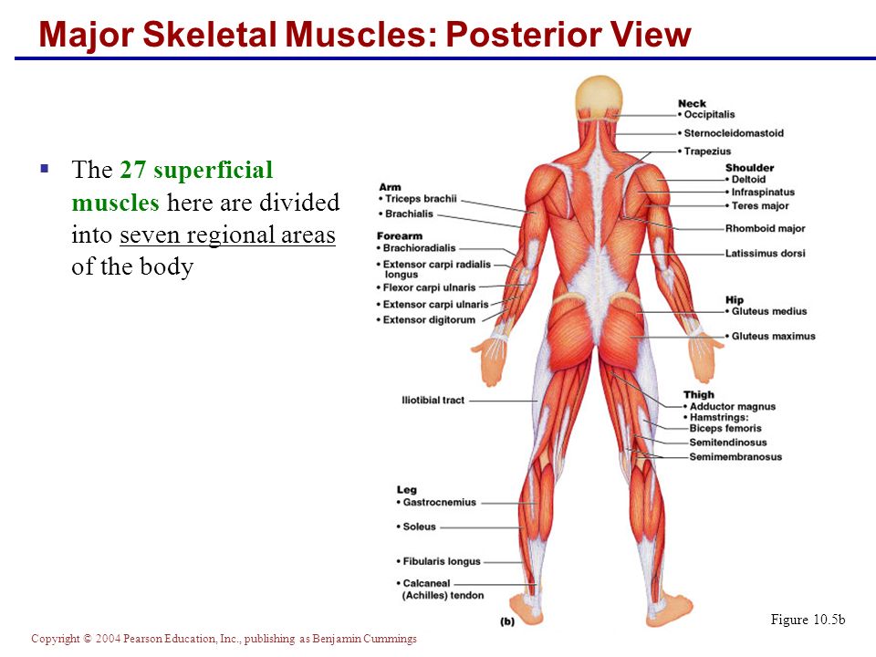 Pc muscles. PC мышца. Posterior Arm muscles. Diagram of the muscular System. All muscles.