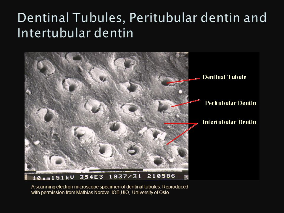 Dentin Pauline Hayes Garrett, D.D.S. - ppt video online download