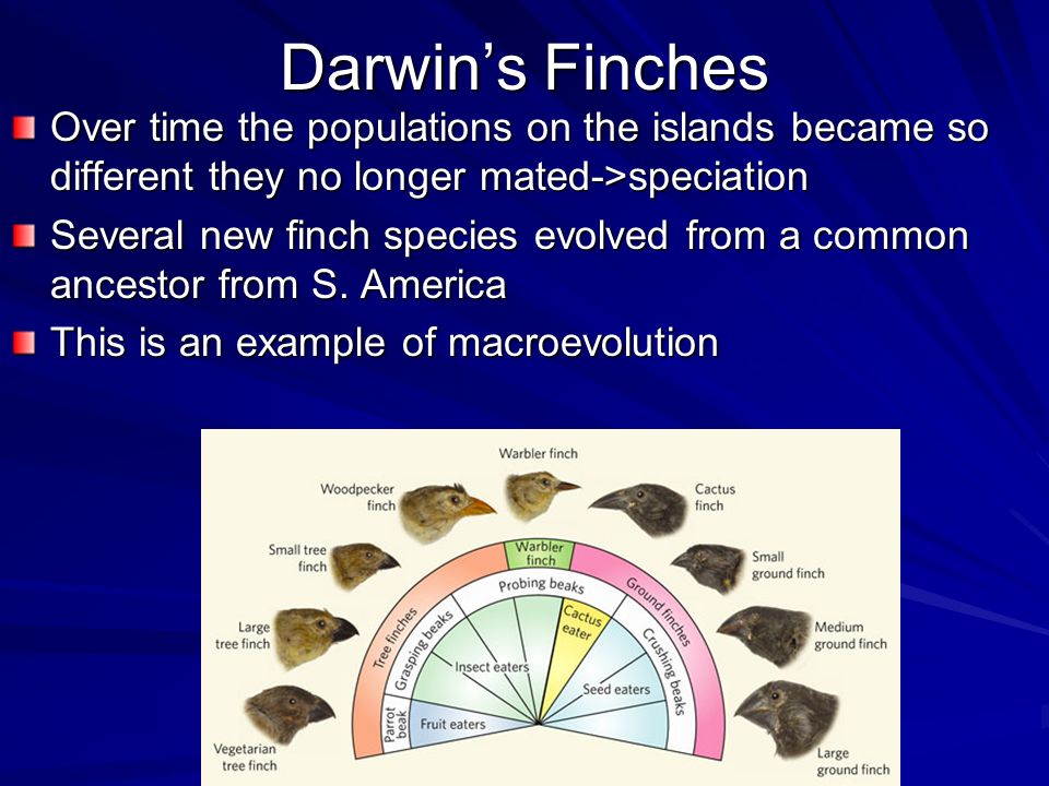 Darwin’s Finches Over time the populations on the islands became so different they no longer mated->speciation.