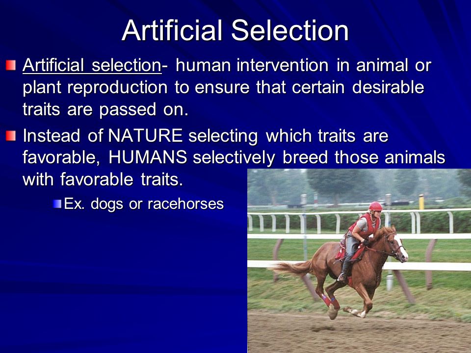 Artificial Selection Artificial selection- human intervention in animal or plant reproduction to ensure that certain desirable traits are passed on.
