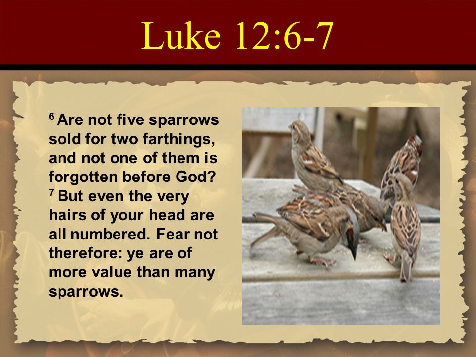 Luke 12:6-7