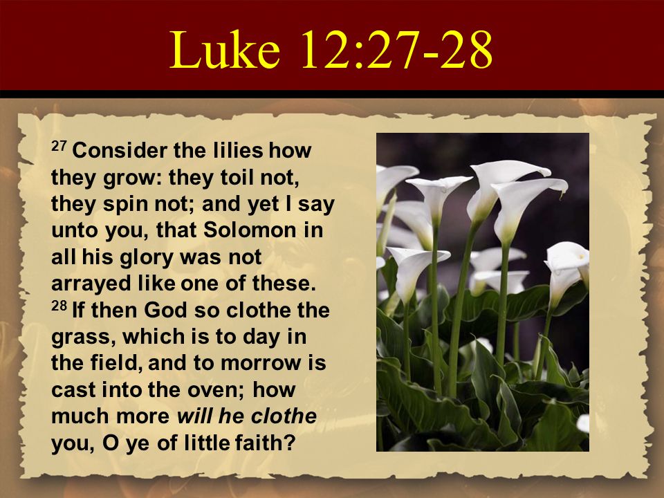 Luke 12:27-28