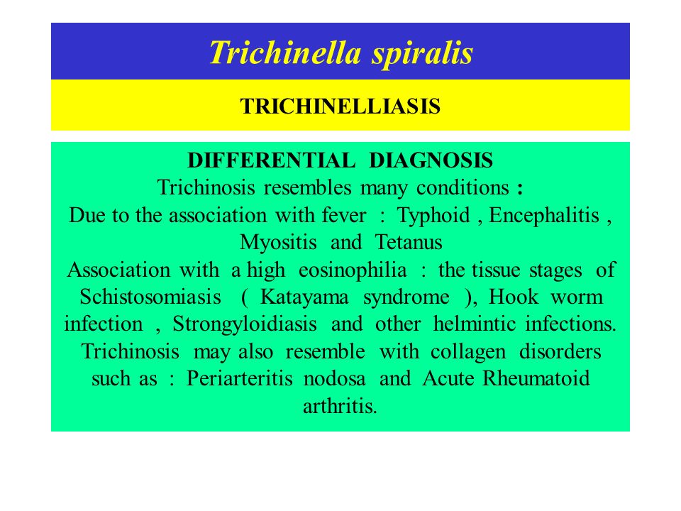 Trichinella fertőzés fejlődési ciklusa