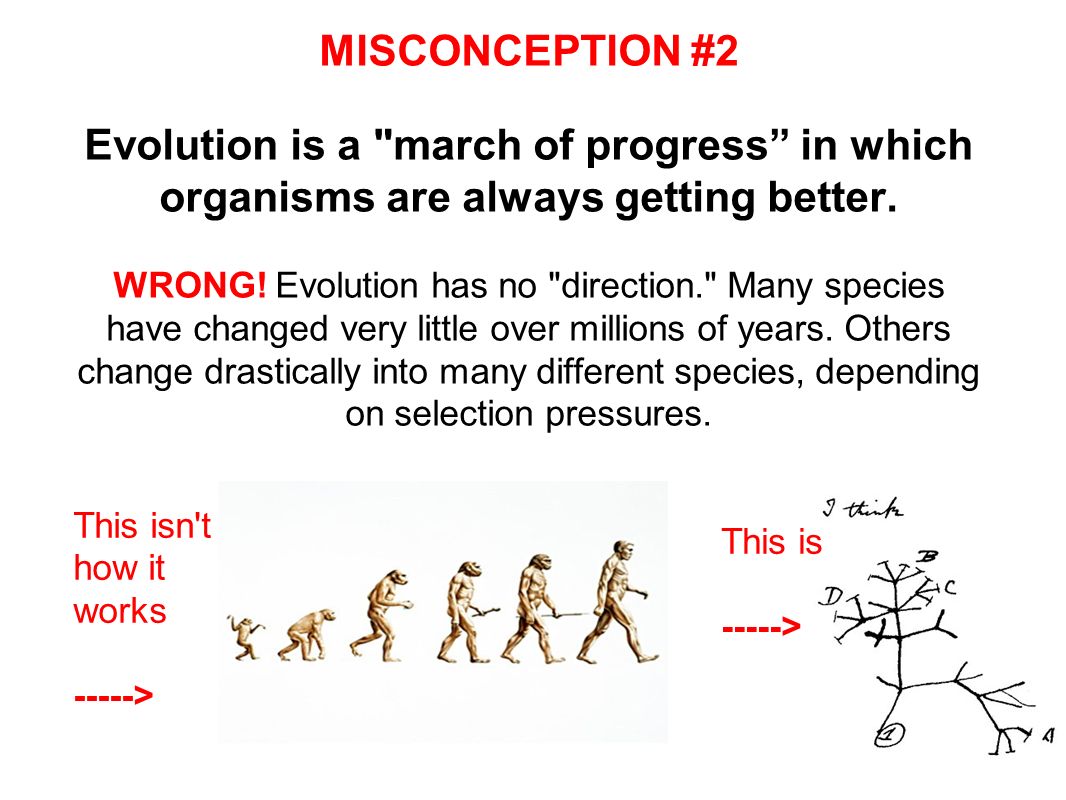 MISCONCEPTION #2 Evolution is a march of progress in which organisms are always getting better. WRONG! Evolution has no direction. Many species have changed very little over millions of years. Others change drastically into many different species, depending on selection pressures.