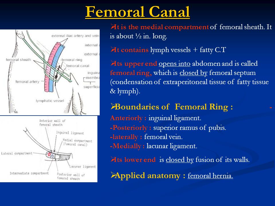 Femoral Region and Hernias: Anatomy - Lecturio Medical