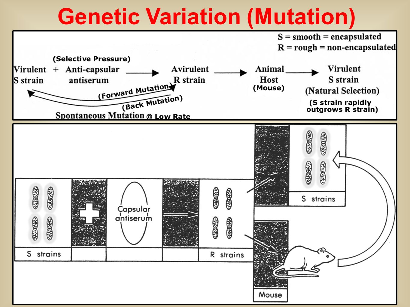 Cnv sound 14 текст. Mutational variability. Modification variability. Copy number variants. Вариация числа копий генов.