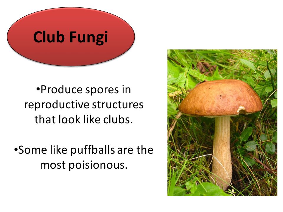 Fungi Ppt Video Online Download