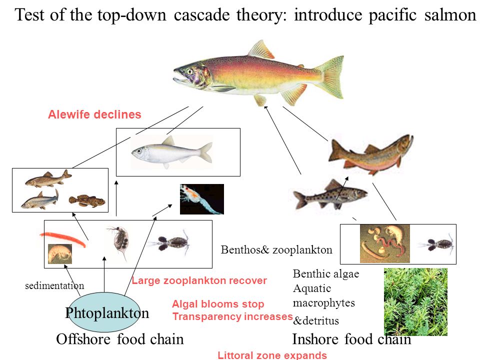 Salmon Food Chain Biology Diagrams