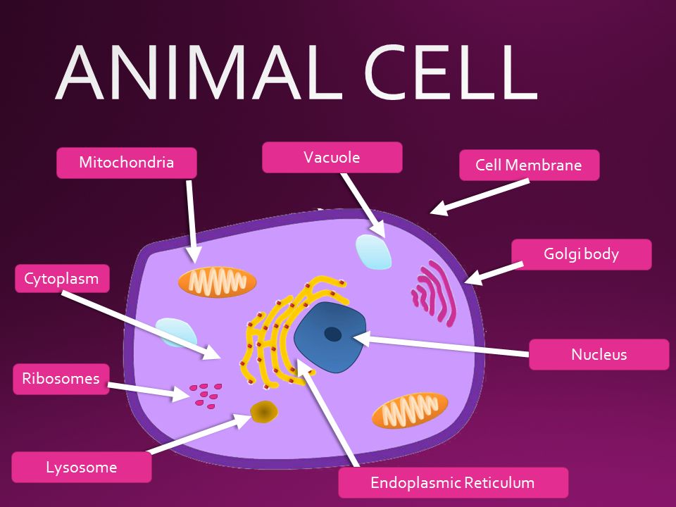 Animal Vs. Plant Cell & Organelles - ppt video online download