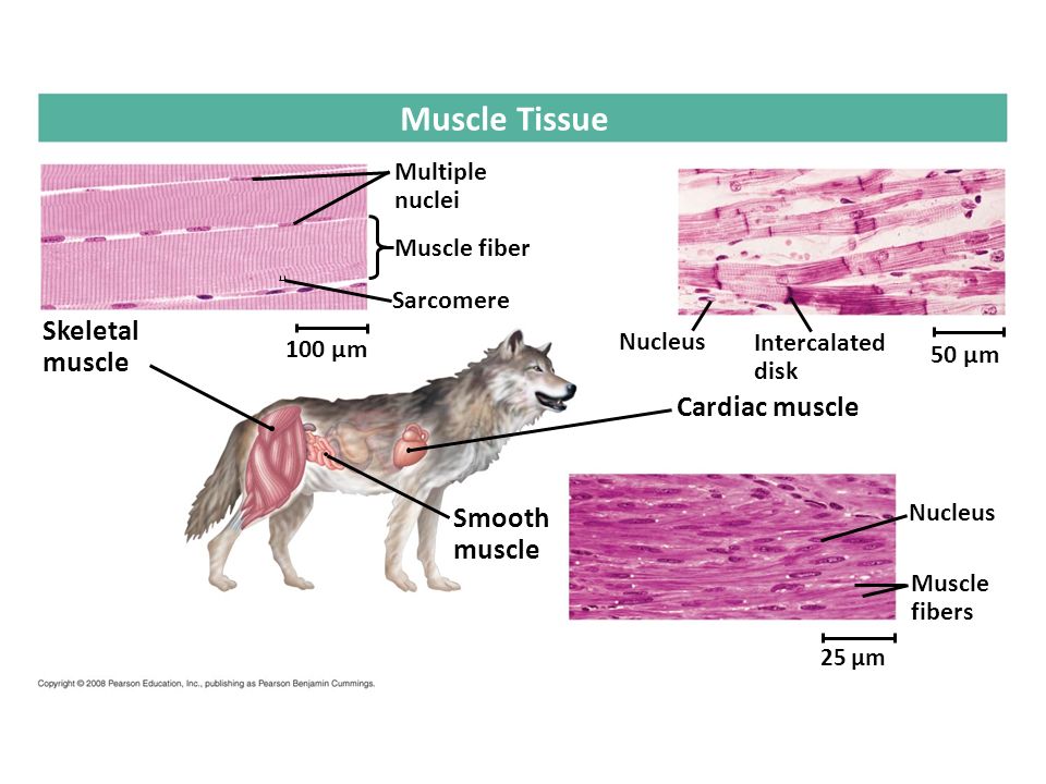Tissue Structure and Function - ppt video online download Tissue Structure and Function - ppt video online download