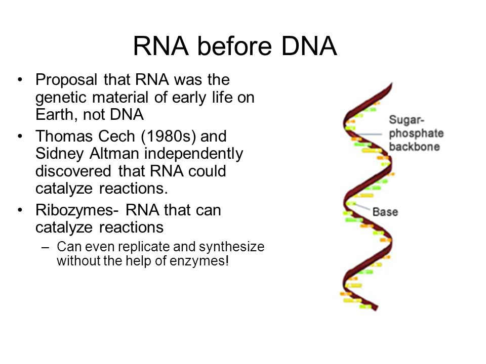 RNA before DNA Proposal that RNA was the genetic material of early life on Earth, not DNA.