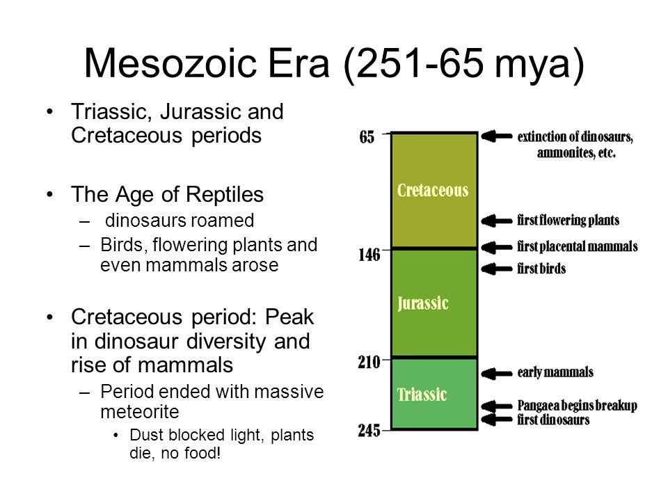 Mesozoic Era ( mya) Triassic, Jurassic and Cretaceous periods