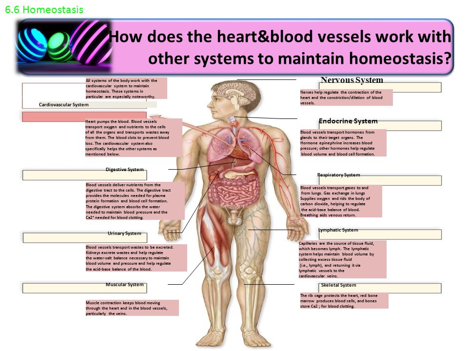 Cardiovascular System Blood Ppt Download