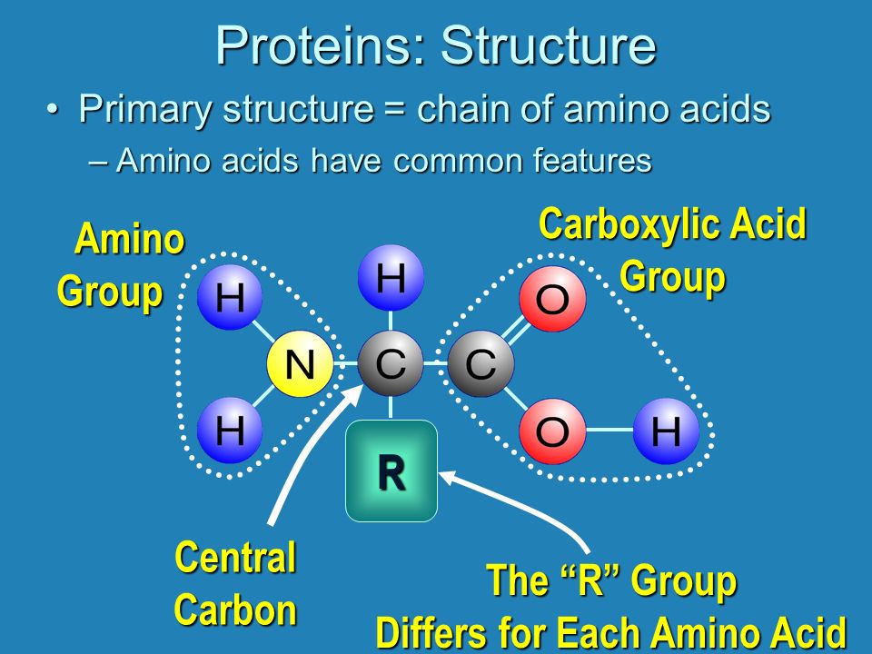 Primary structure = chain of amino acids. 