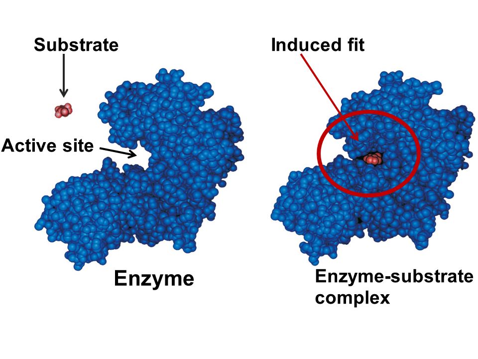 Action site. Enzyme. Mechanism of Action of Enzymes. Structure of the Active Center of Enzymes. The Active Center of the Enzyme.
