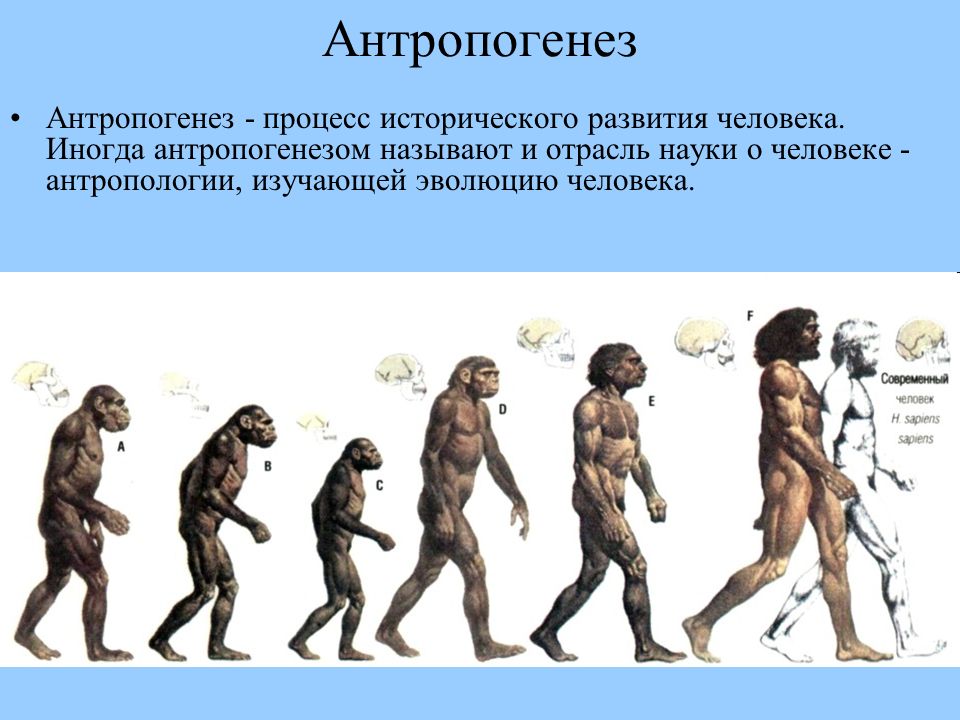 Этапы эволюции человека проект