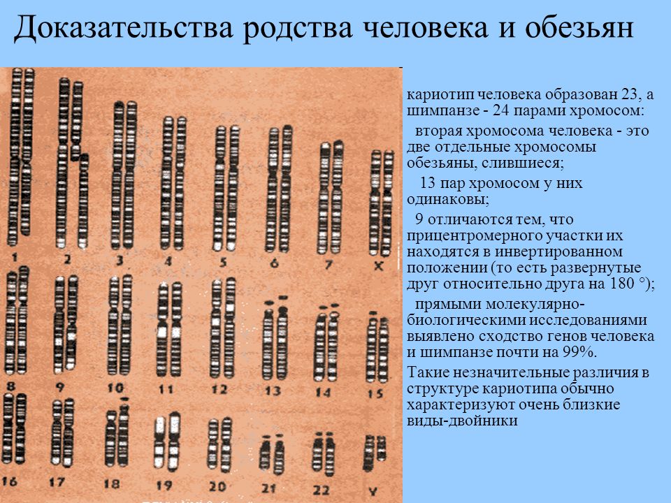 Количество хромосом в кариотипе человека