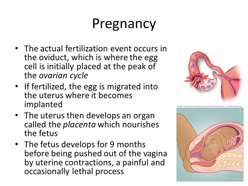 Pregnancy The actual fertilization event occurs in the oviduct, which is where the egg cell is initially placed at the peak of the ovarian cycle.