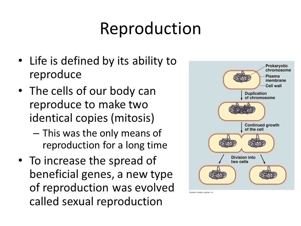Reproduction Life is defined by its ability to reproduce