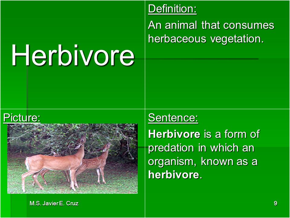 Herbivore meaning