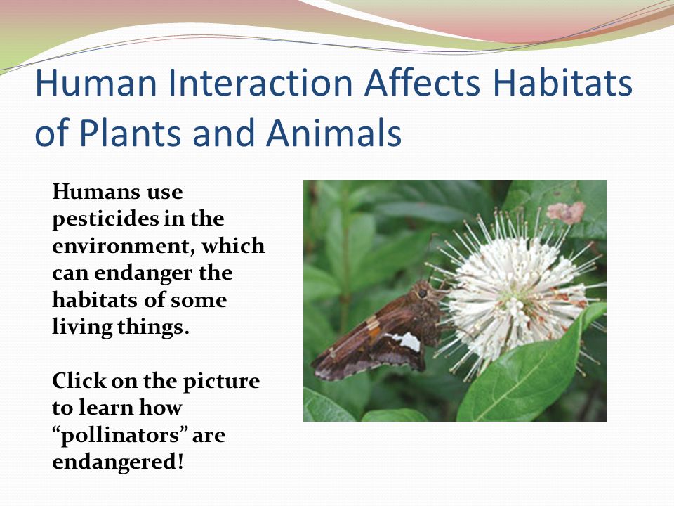 Grade 3 Science Review Habitats and Adaptations - ppt video online download
