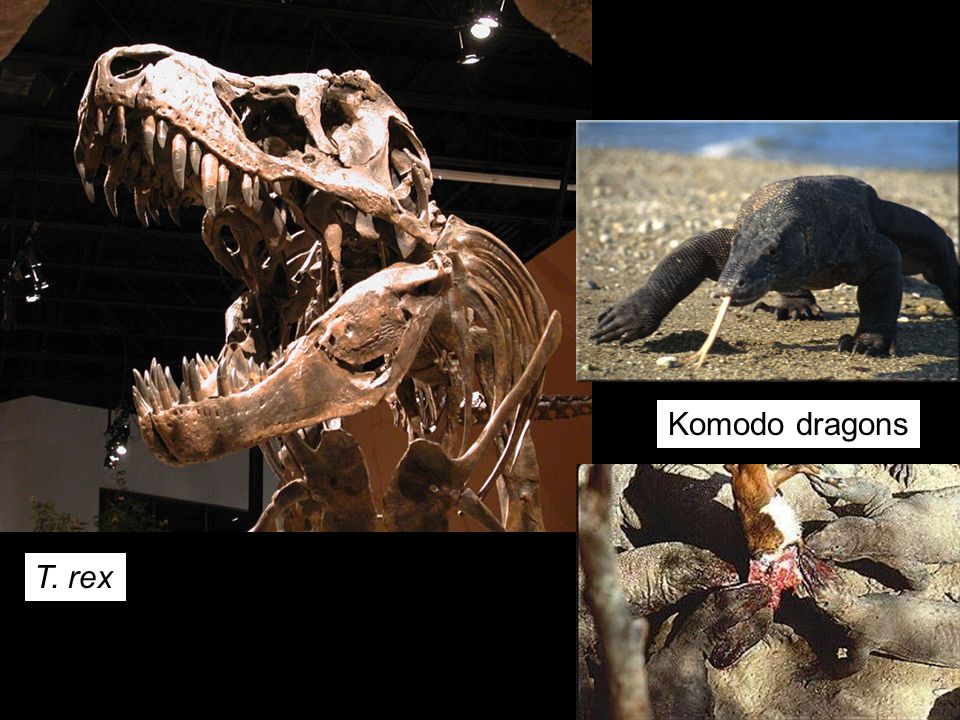 Komodo Dragon Fossil