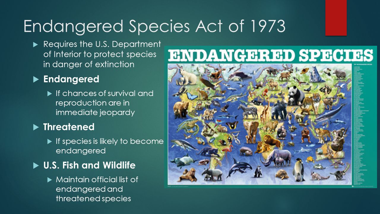 Endangered Species. - ppt video online download