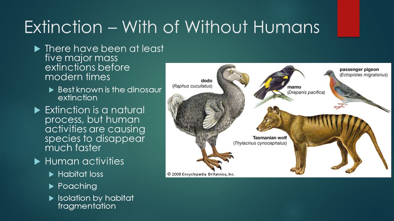 Endangered Species. - ppt video online download Endangered Species. - ppt video online download