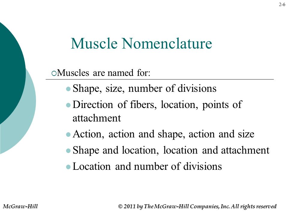 Muscle Nomenclature Chart