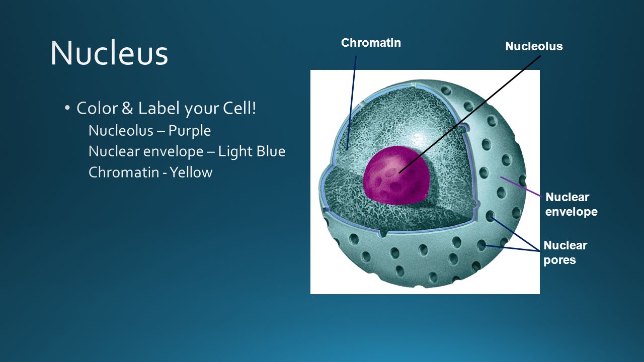Do Now Collect The Handouts Turn Your Lab Into The Bin Do Now Ppt Video Online Download Download in under 30 seconds. handouts turn your lab into the bin do